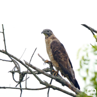 گونه سارگپه تاجدار Crested Honey Buzzard